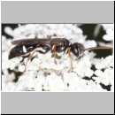 Mellinus crabroneus - Grabwespe m07 10mm - OS-Wallenhorst Sandgrube.jpg